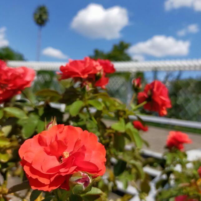 トランぺッター　長居植物園　バラ園