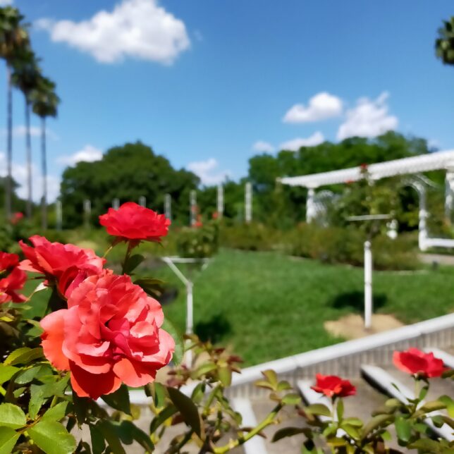 トランぺッター　長居植物園　バラ園